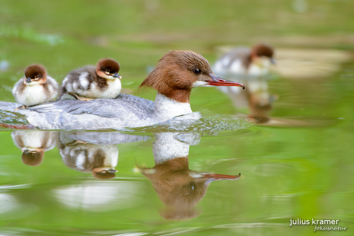 Gänsesäger (Mergus merganser)