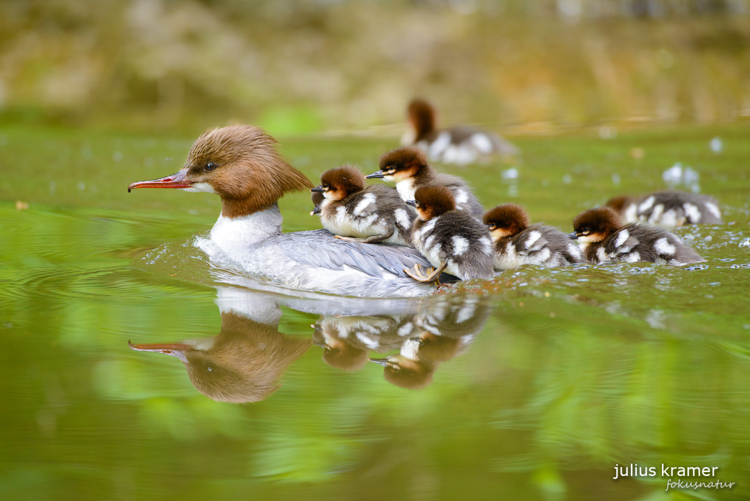 Gänsesäger (Mergus merganser)