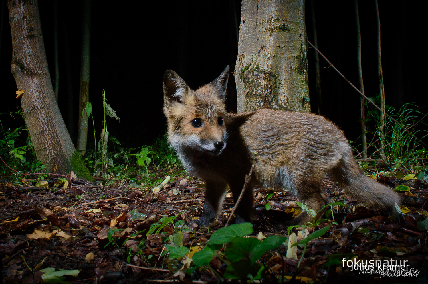 Jungfuchs (Vulpes vulpes)