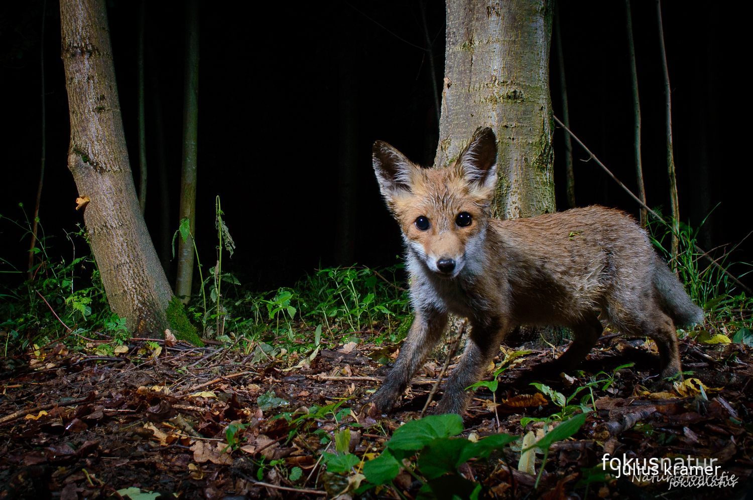 Jungfuchs (Vulpes vulpes)