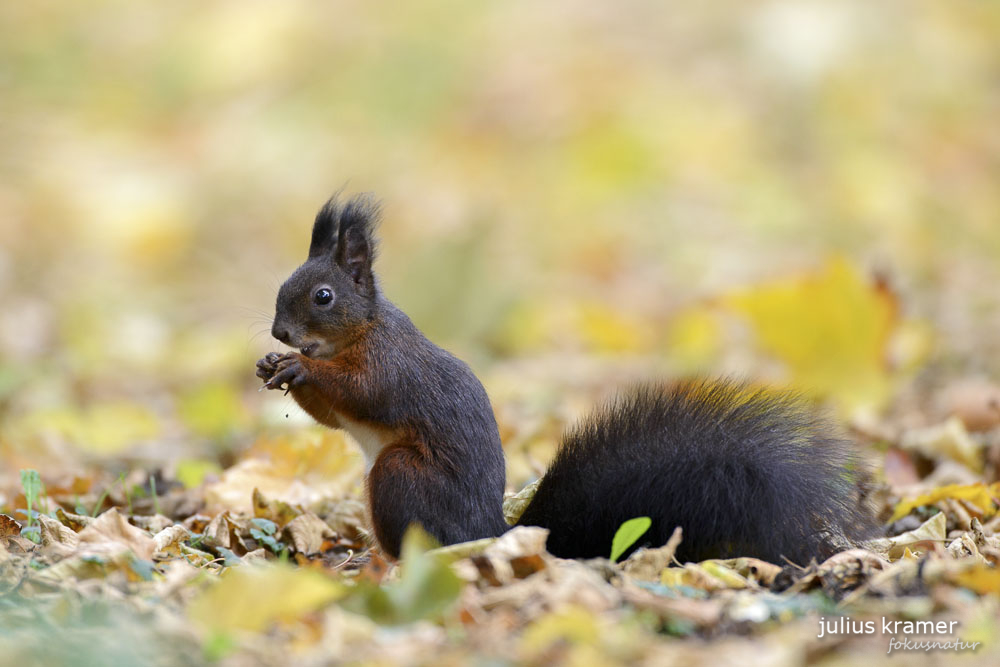 Eichhörnchen (Sciurus vulgaris)