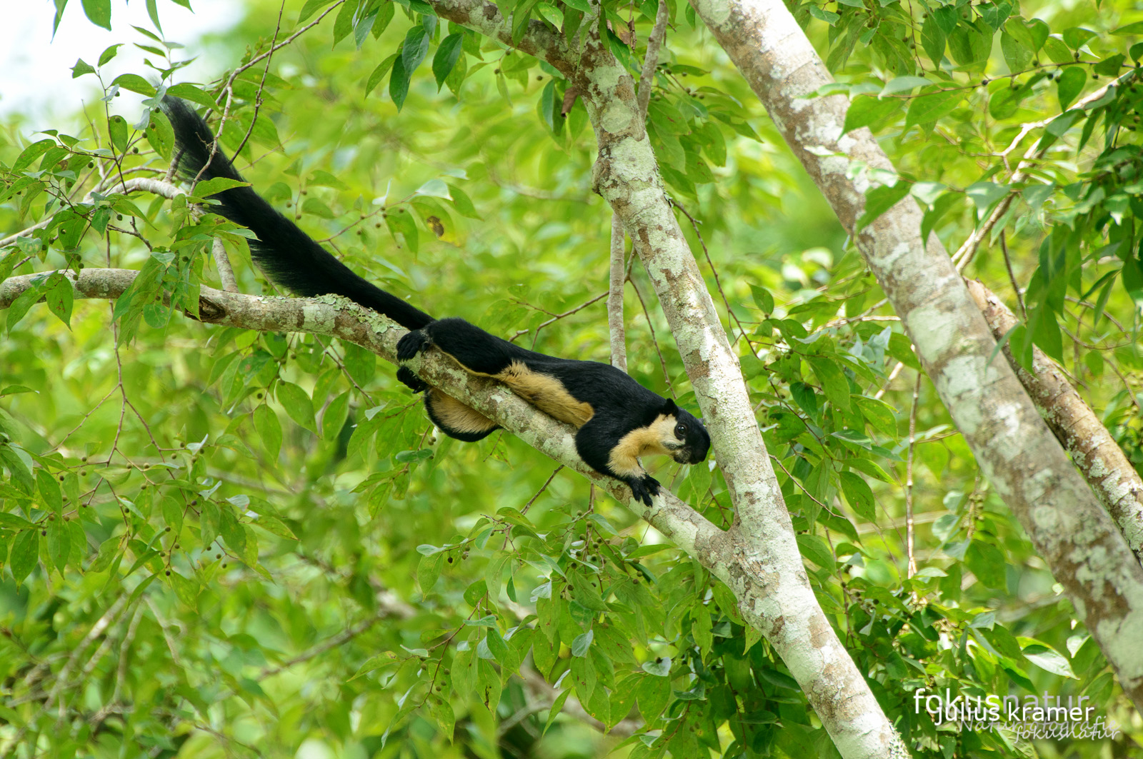 Schwarzes Riesenhörnchen (Ratufa bicolor)