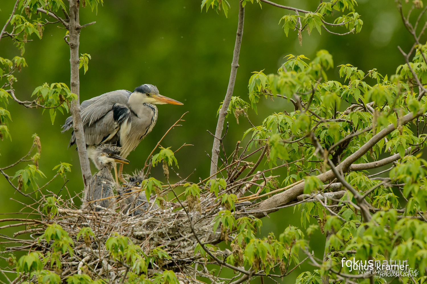 Graureiher (Ardea cinerea) in der Kolonie