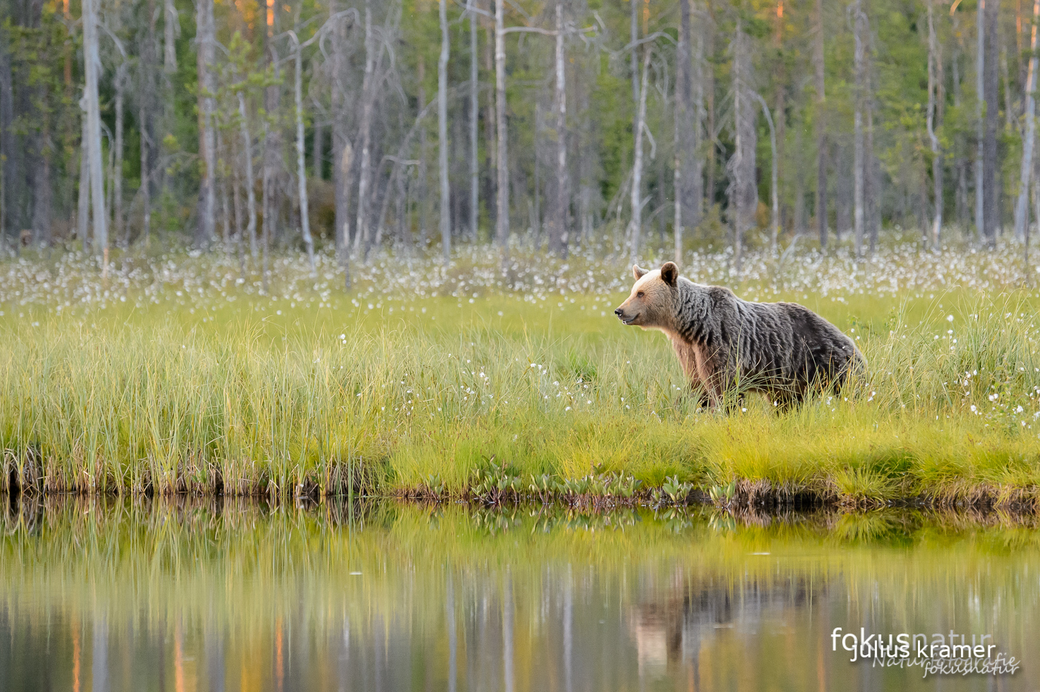 Wilder Braunbär (Ursos arctos)