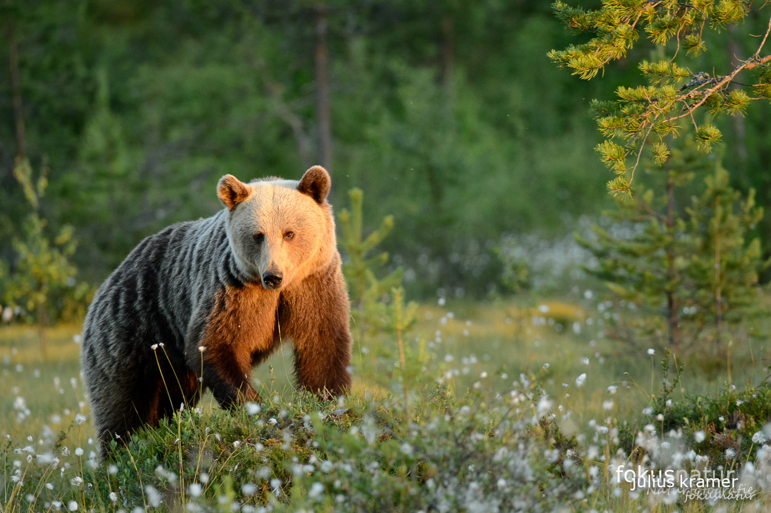 Wilder Braunbär (Ursos arctos)