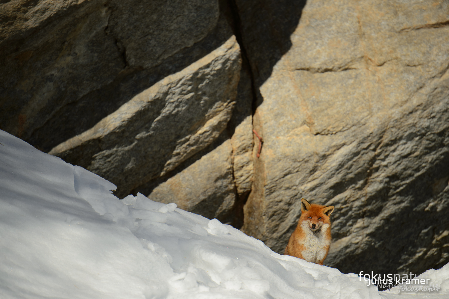 Rotfuchs im Winter