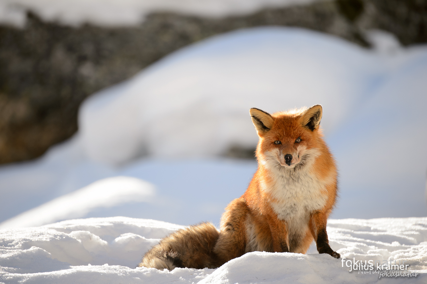 Rotfuchs im Winter