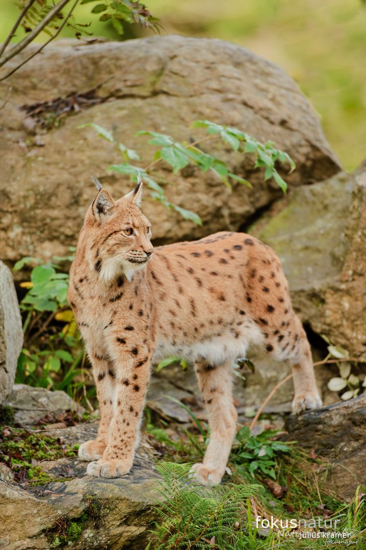 Europäischer Luchs (Lynx lynx)