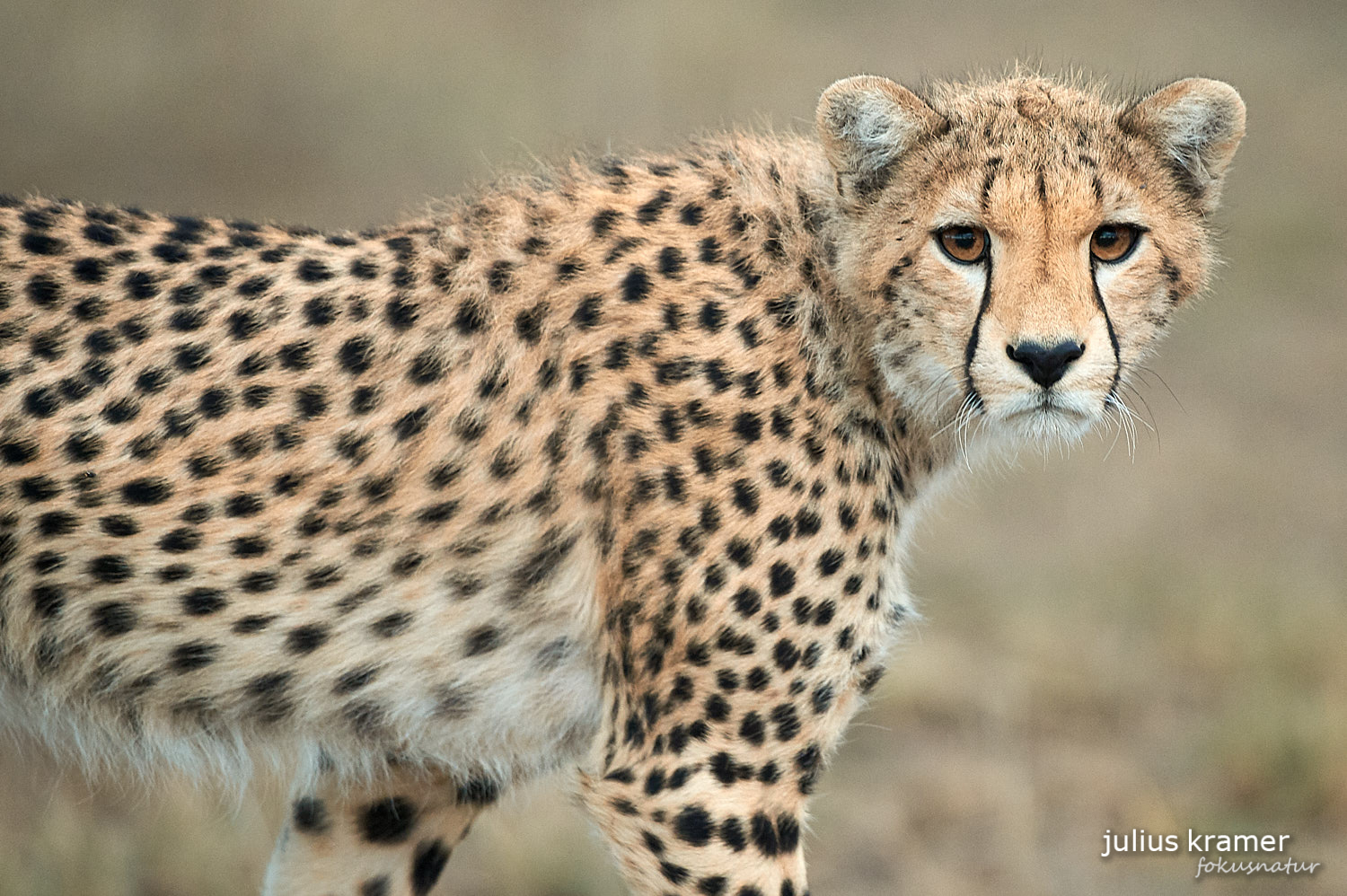 Gepard Portrait