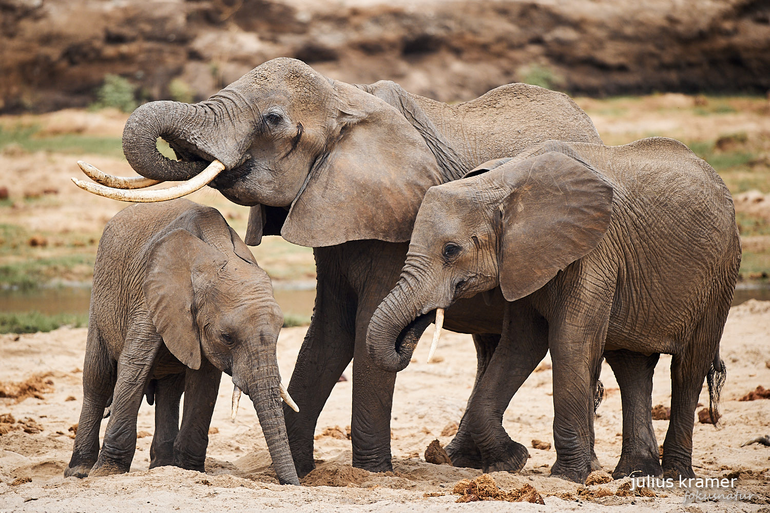 Afrikanischer Elefant (Loxodonta africana)