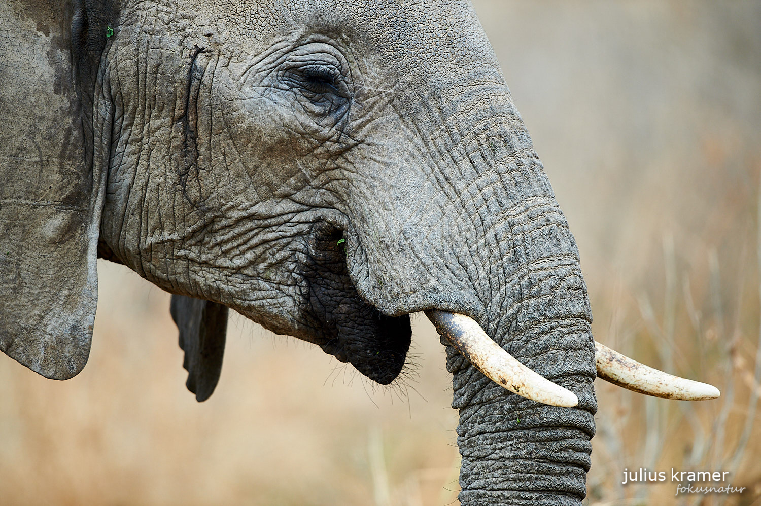 Afrikanischer Elefant (Loxodonta africana)