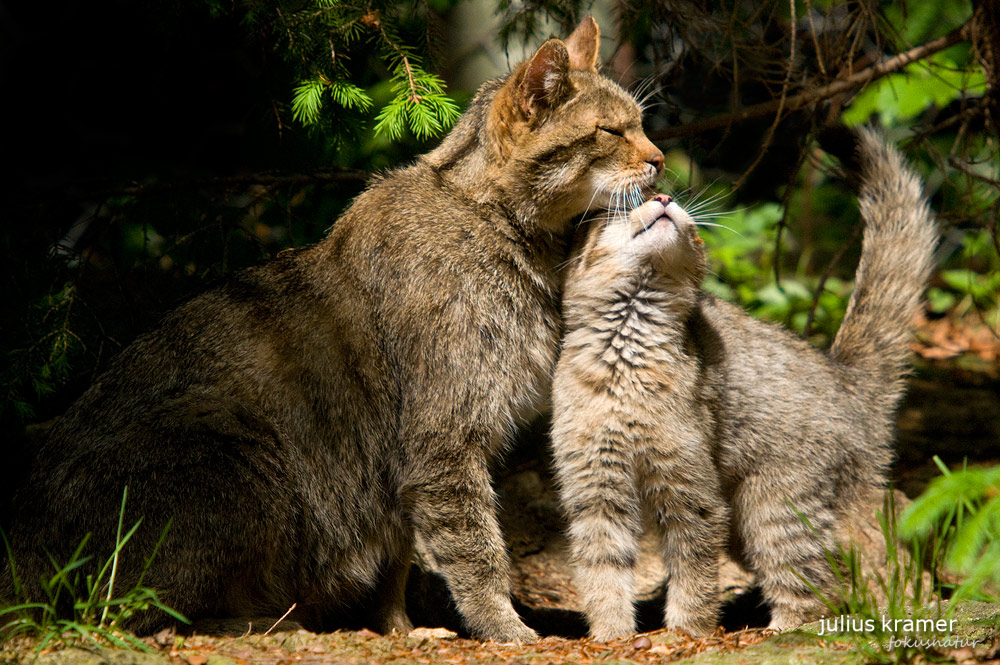 Wildkatze (Felis silvestris)