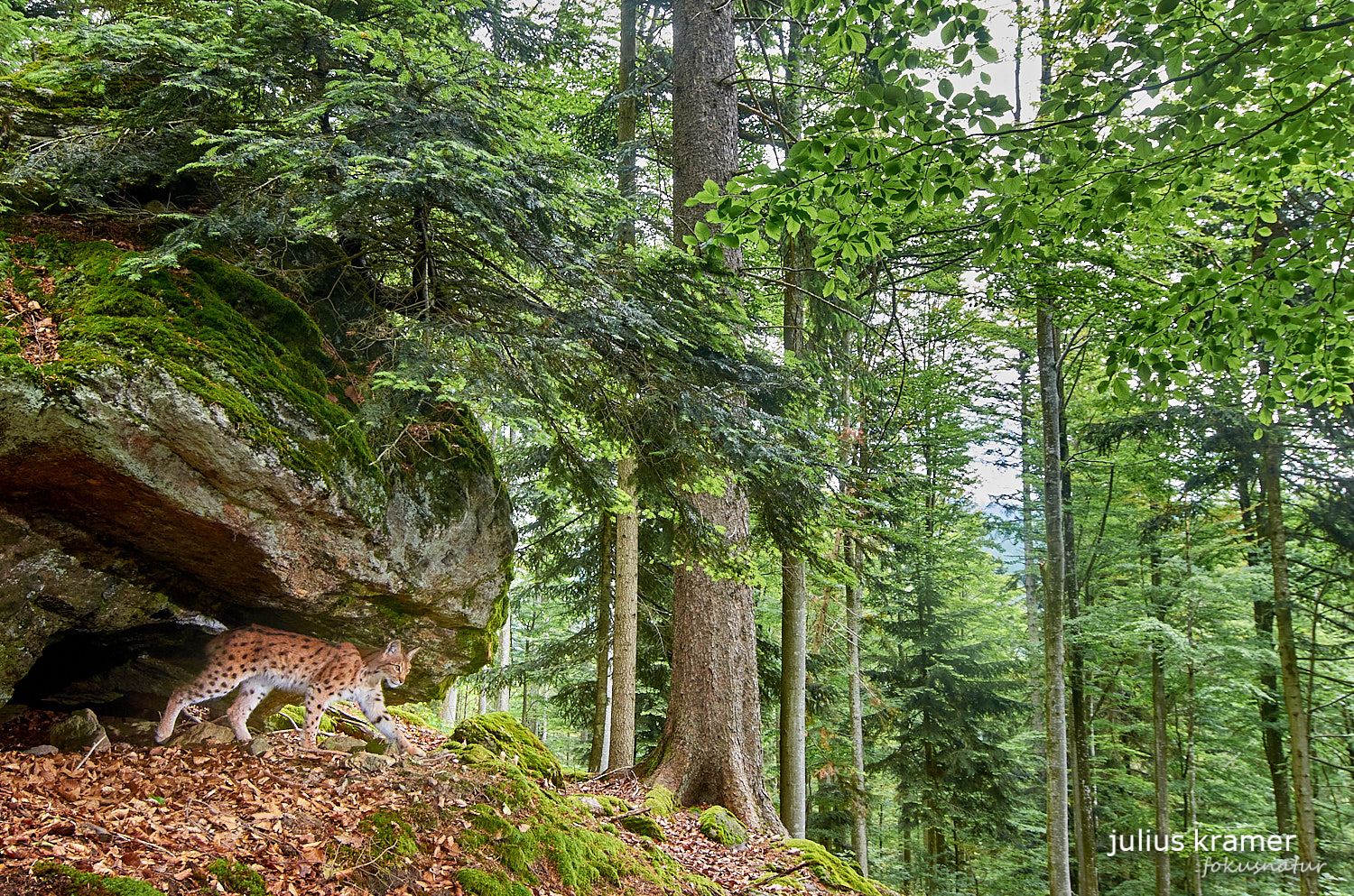 Wilder Luchs (Lynx lynx)