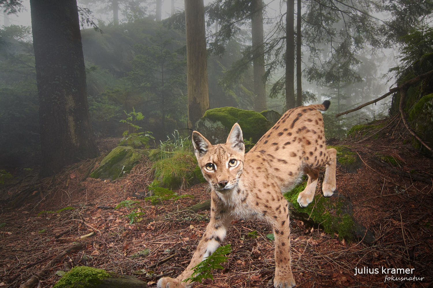 Luchs (Lynx lynx) im Nebelwald