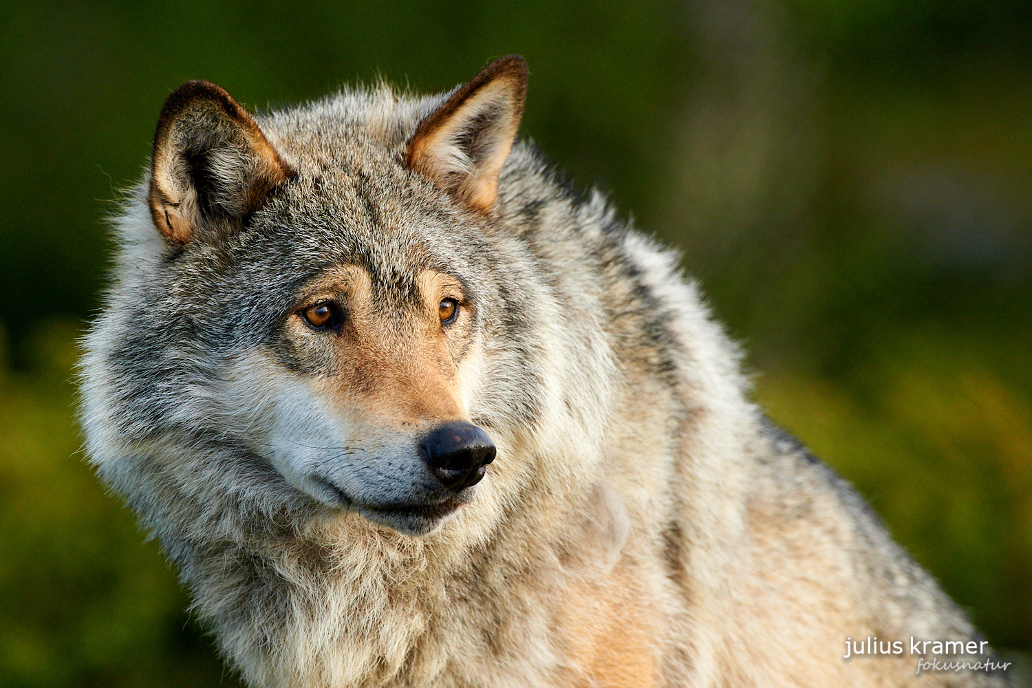 Europäischer Wolf (Canis lupus)