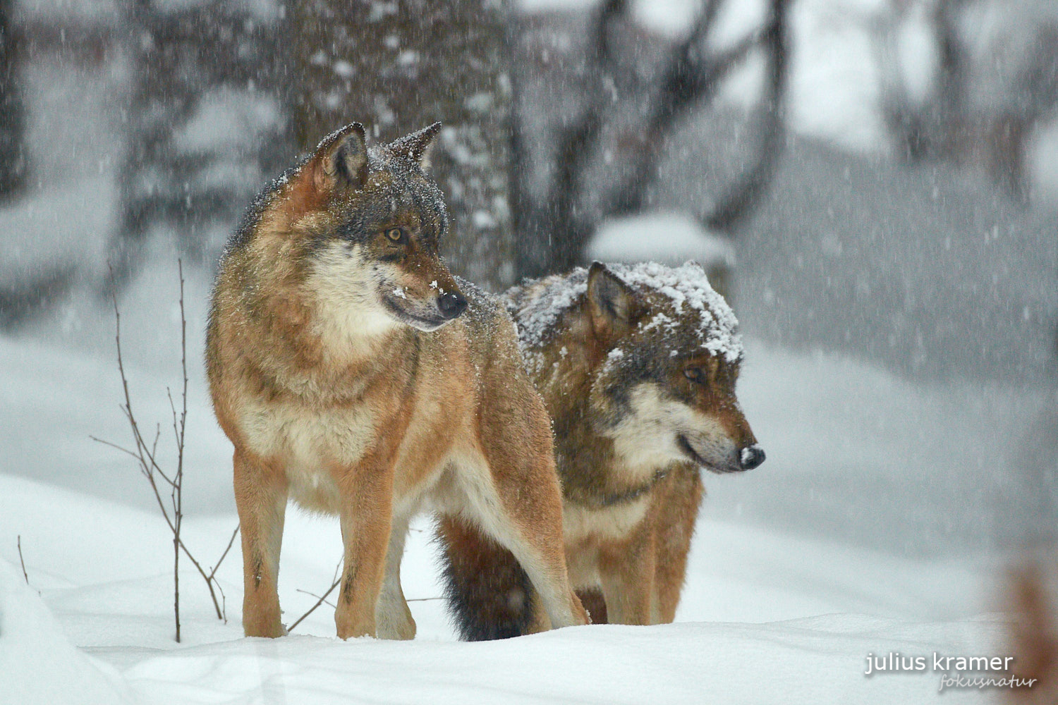 Europäischer Wolf (Canis lupus)