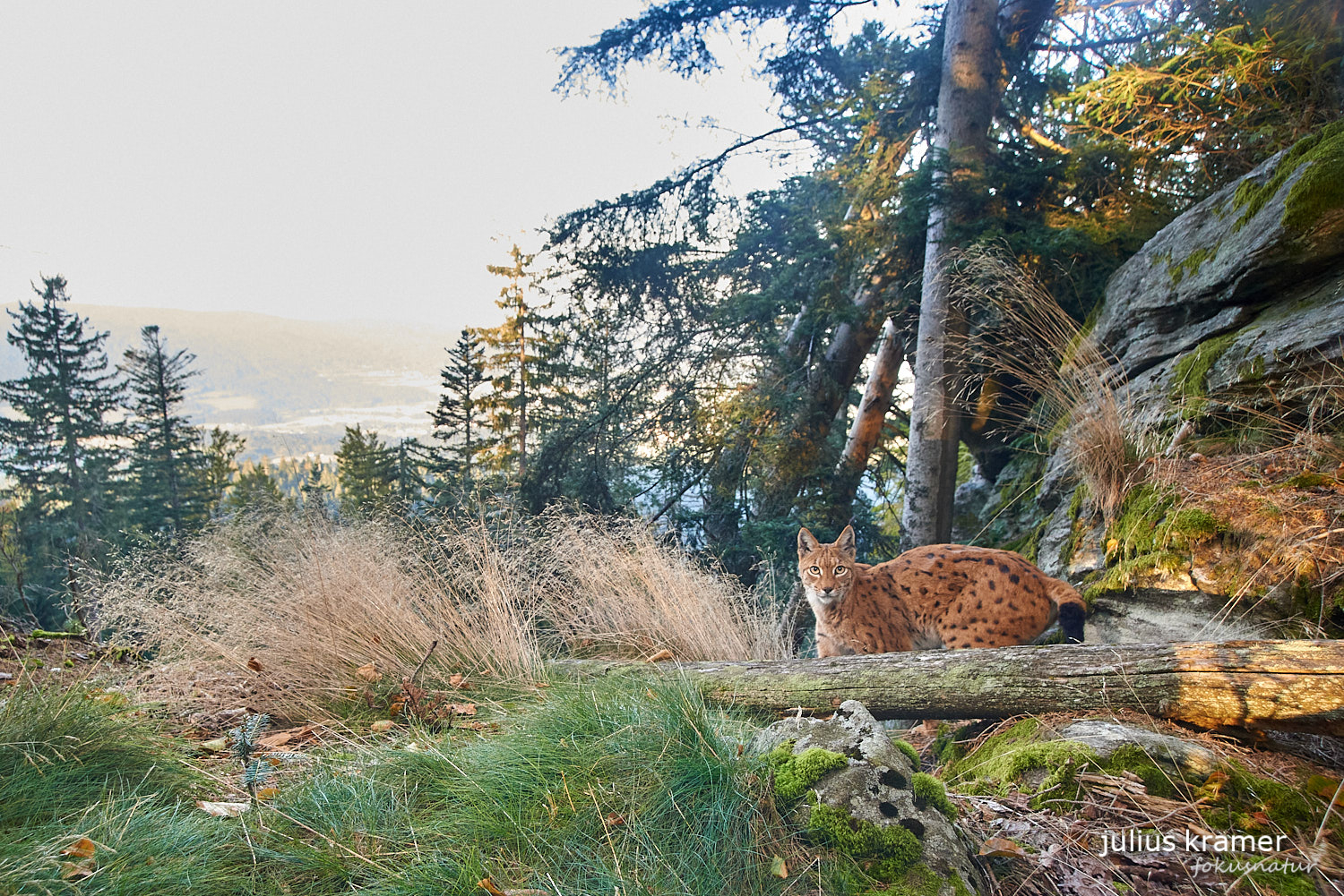 Luchs (Lynx lynx)