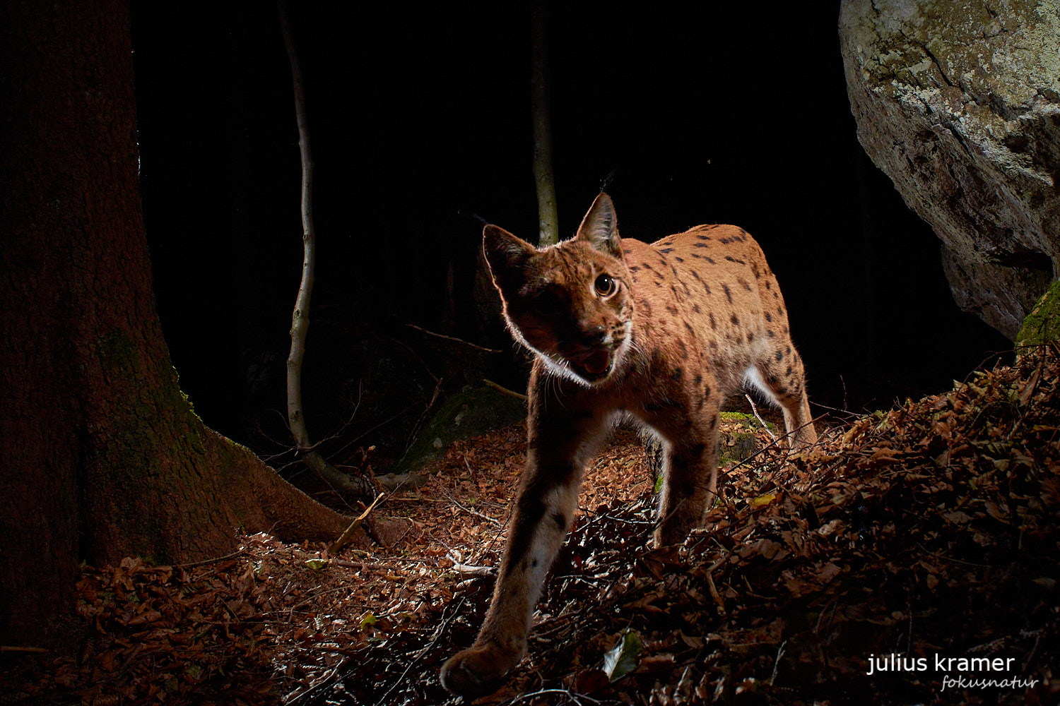 Luchs (Lynx lynx)