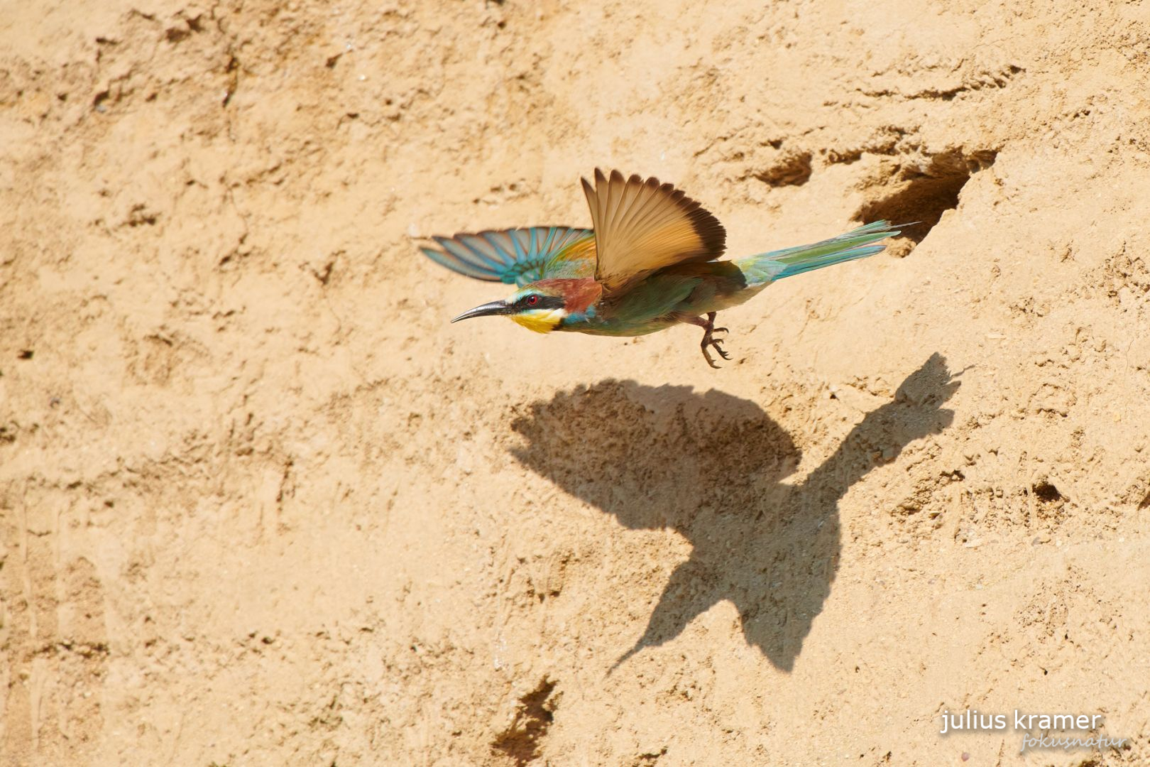 Bienenfresser im Flug