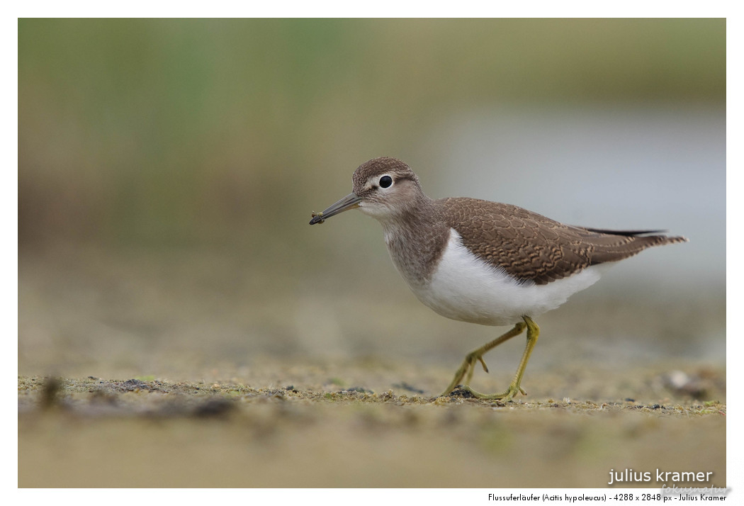 Flussuferläufer (Actitis hypoleucos)