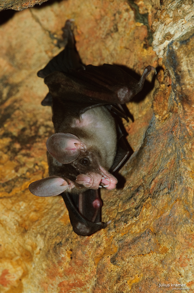 Falsche Vampirfledermaus (Vampyrum spectrum)