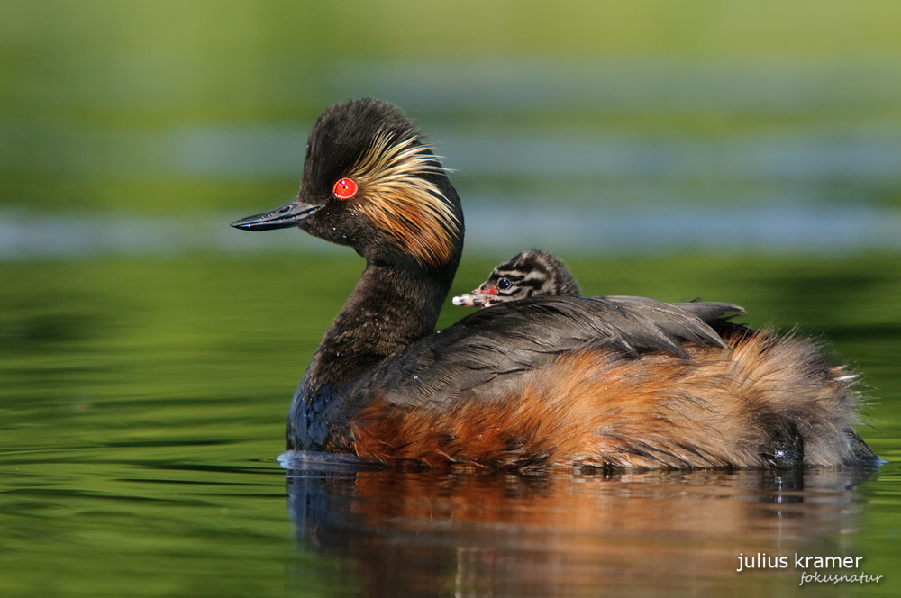 Schwarzhalstaucher (Podiceps nigricollis) mit Jungem