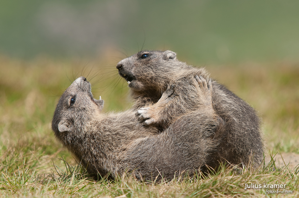 Spielende Murmeltiere (Marmota marmota)