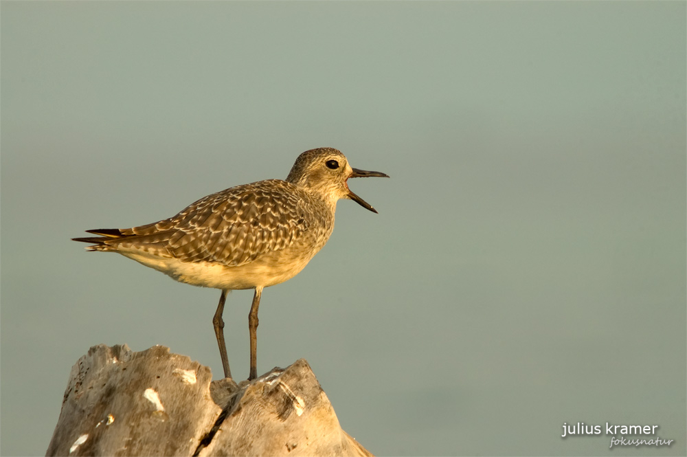 Amerikanischer Kiebitzregenpfeifer (Pluvialis dominica)