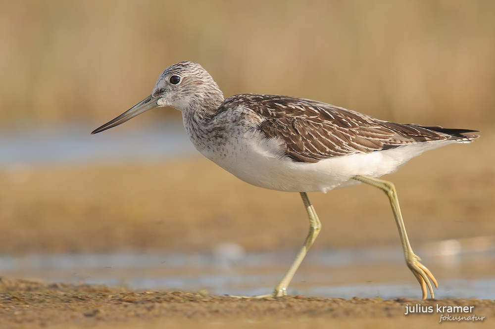 Grünschenkel (Tringa nebularia)