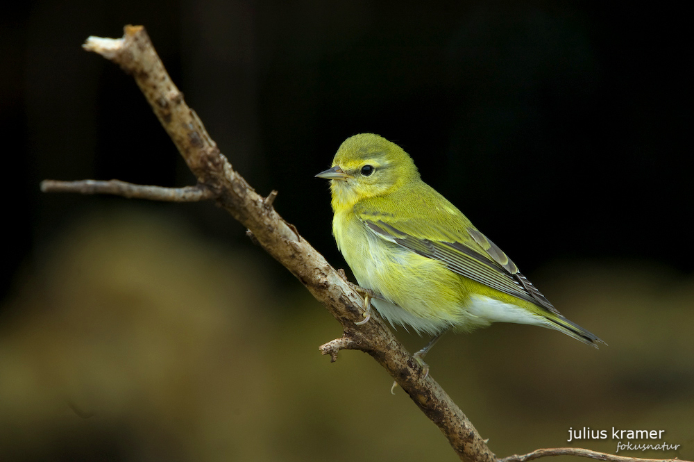 Grünwaldsänger (Dendroica virens)