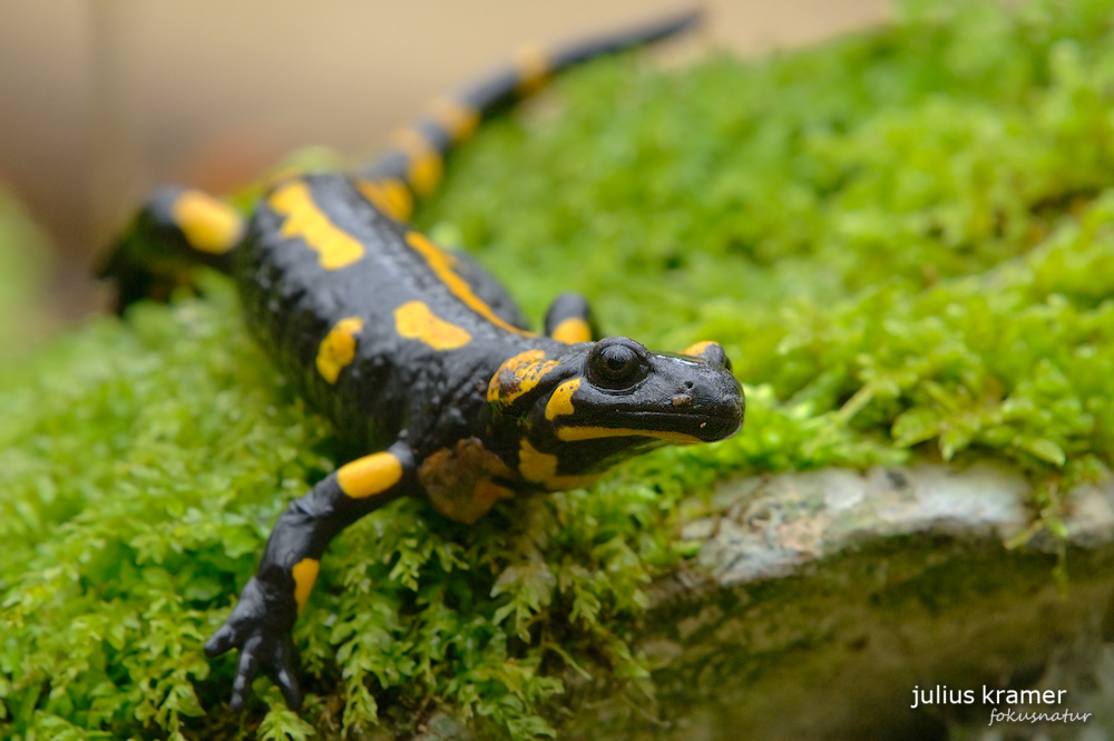 Feuersalamander (Salamandra salamandra)