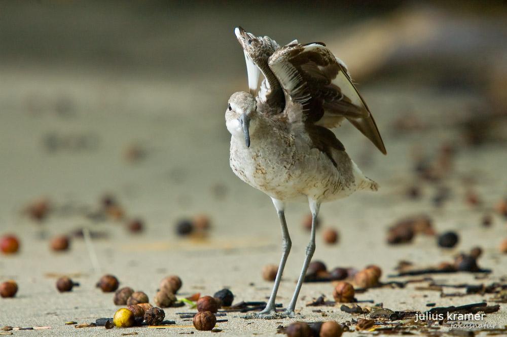 Schlammtreter (Tringa semipalmatus)