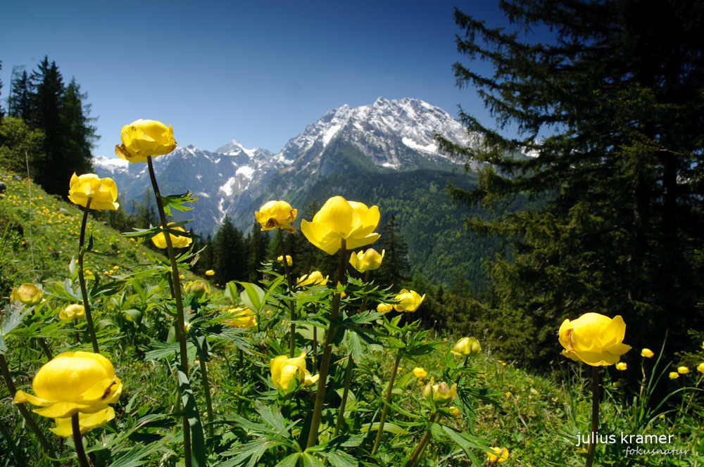 Trollblumen im Nationalpark Berchtesgaden