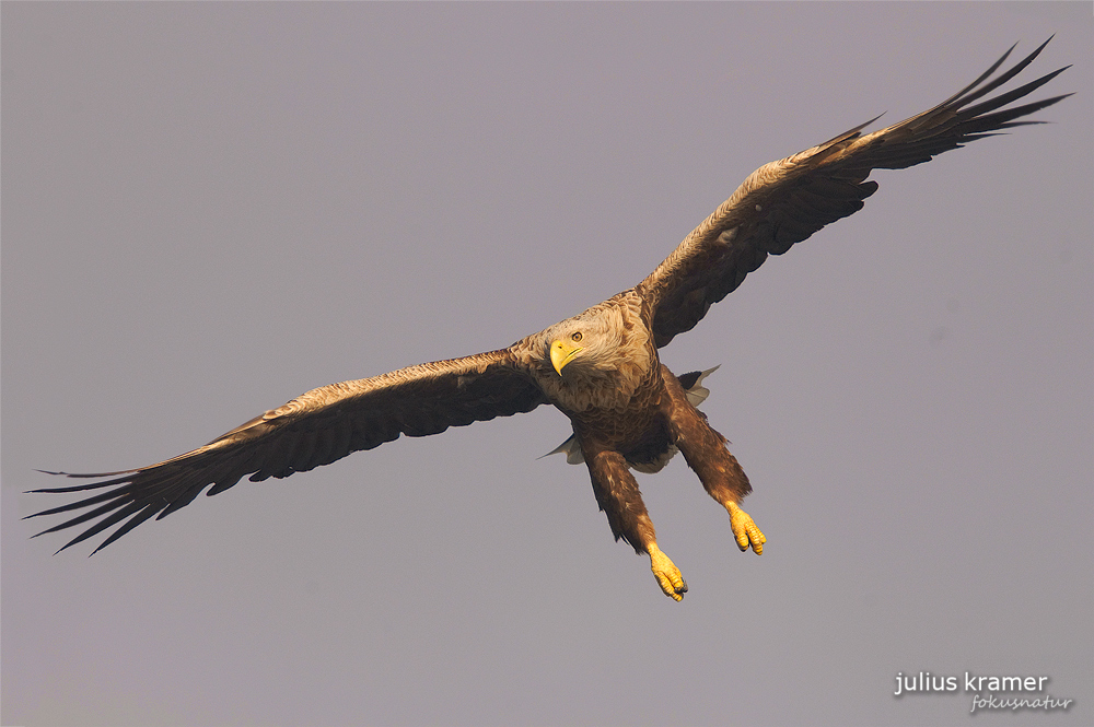 Fliegender Seeadler (Haliaeetus albicilla)