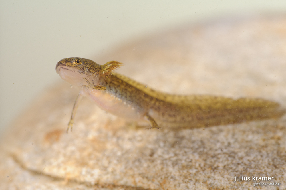 Bergmolchlarve (Triturus alpestris)