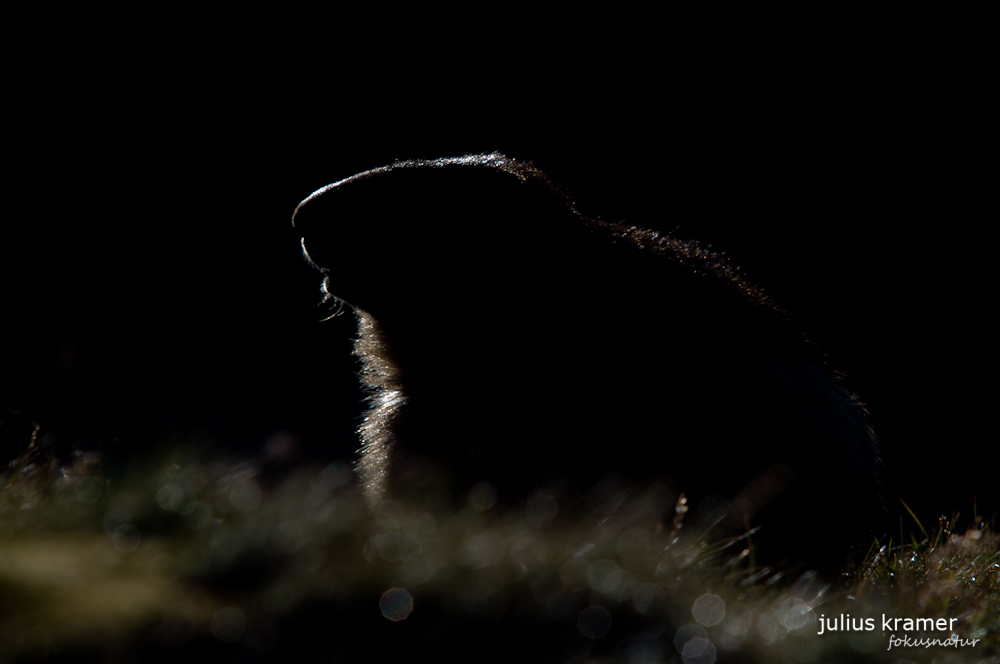 Murmeltier (Marmota marmota)