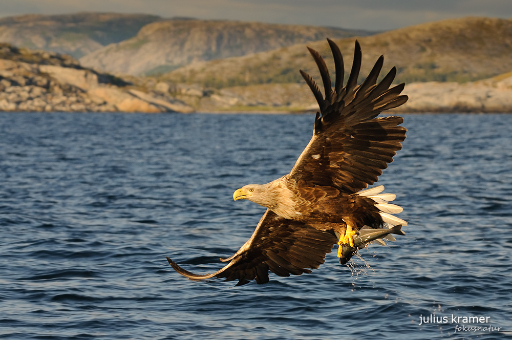 Seeadler (Haliaaetus albicilla) mit Fisch