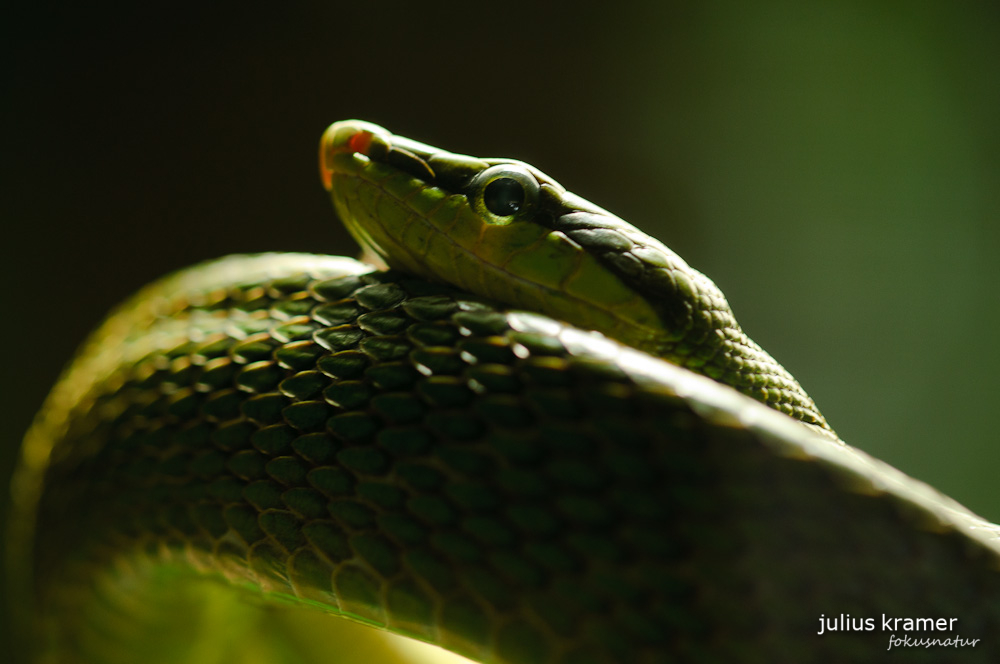 Spitzkopfnatter (Gonyosoma oxycephalum)