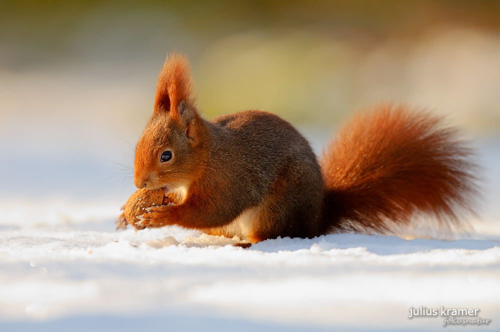 Rotes Eichhörnchen mit Walnuss