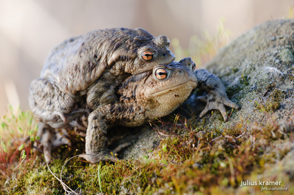 Erdkröten (Bufo bufo) bei der Wanderung