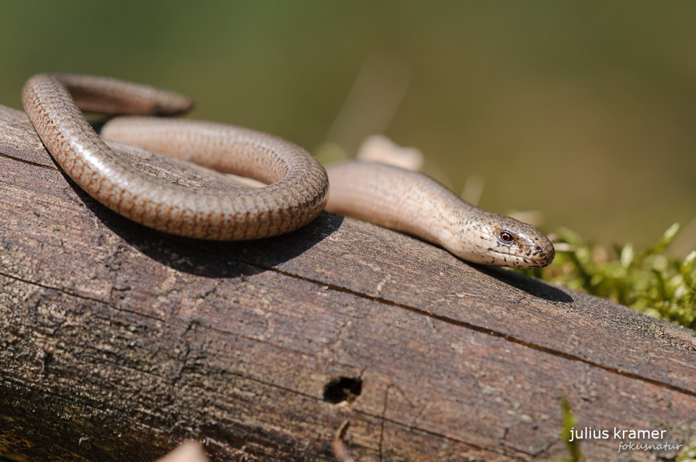 Blindschleiche (Anguis fragilis)