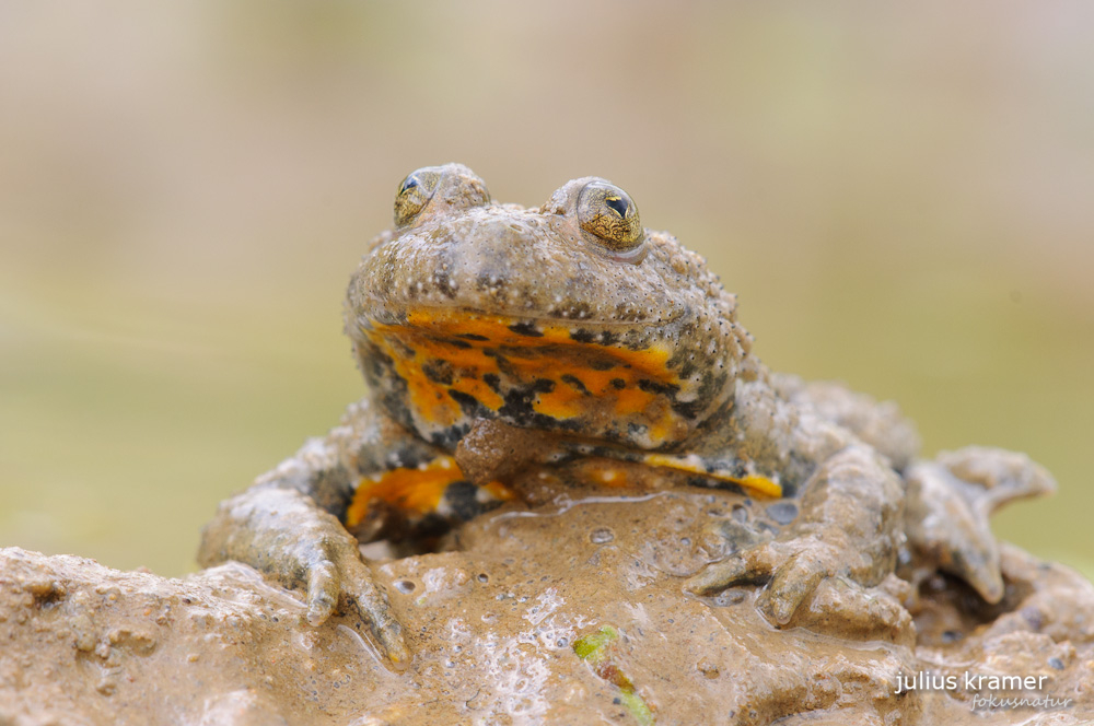 Gelbbauchunke (Bombina variegata)