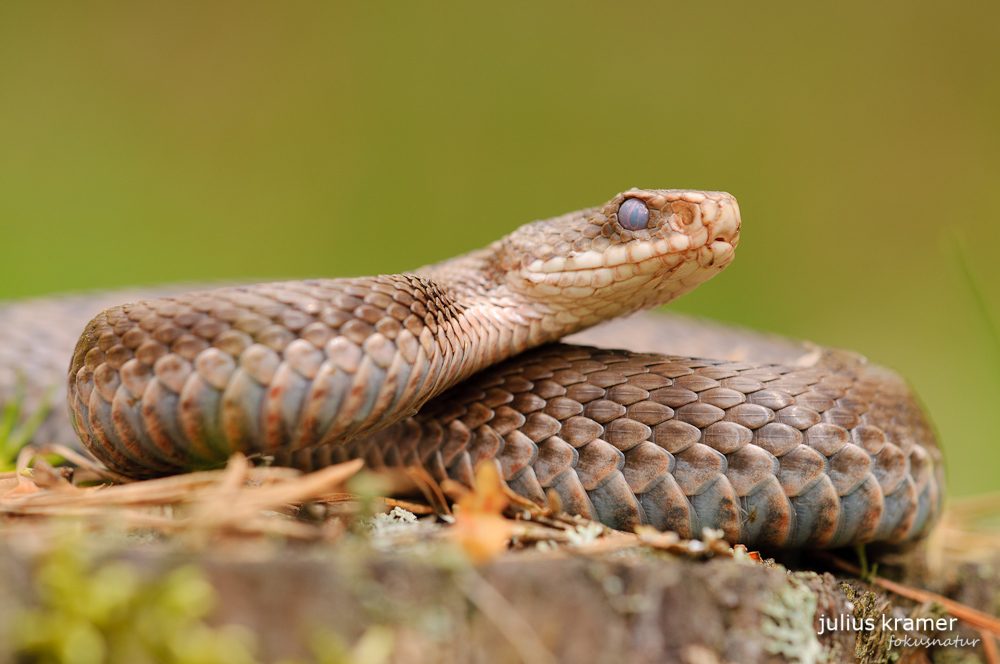 Kreuzotterweibchen in der Häutung