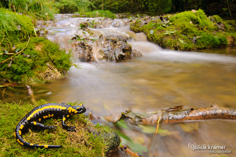 Feuersalamander im Lebensraum