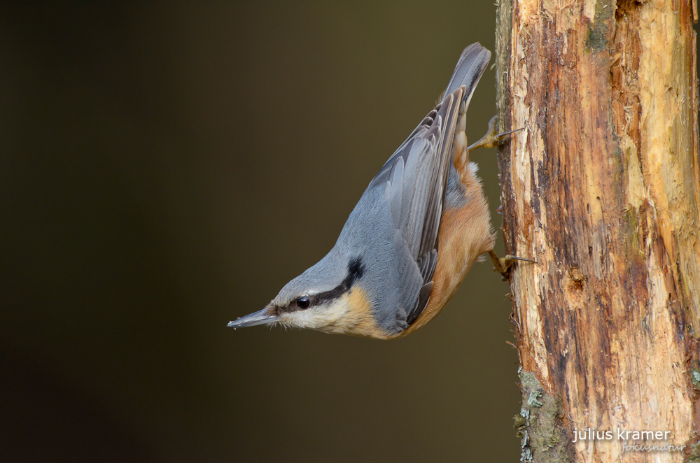 Kleiber (Sitta europaea)