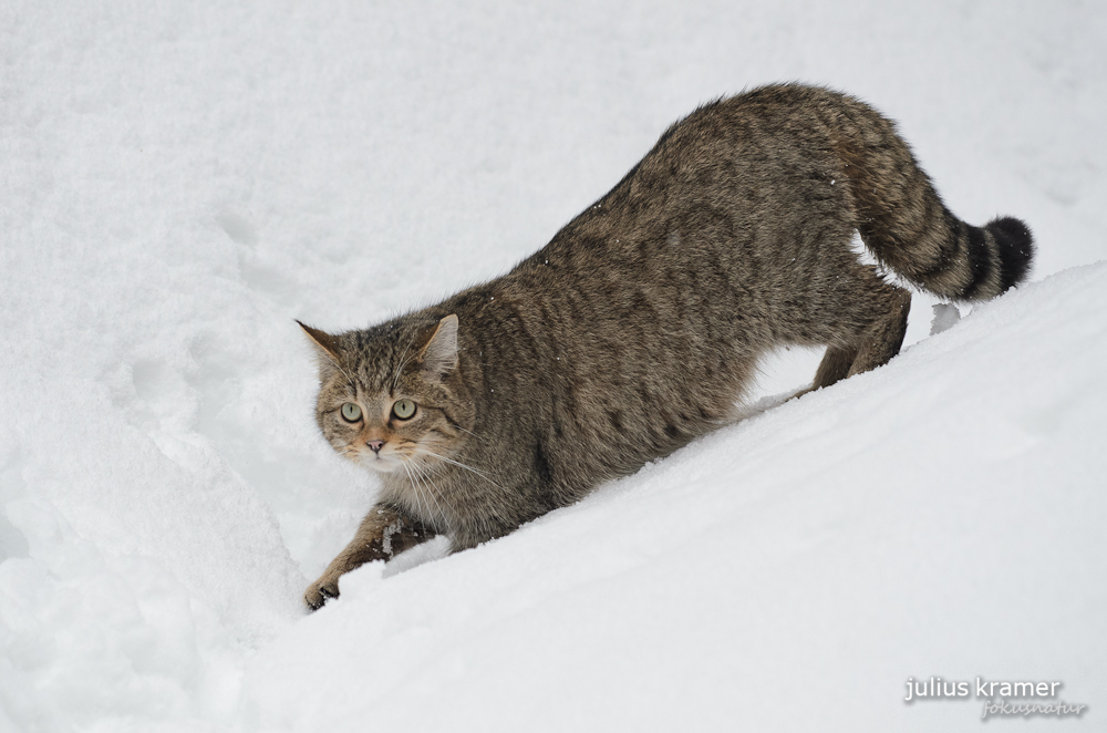 Wildkatze im Tiefschnee