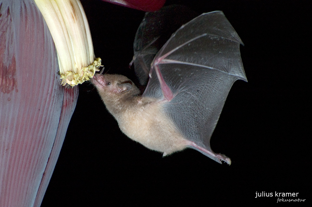 Langzungenfledermaus (Glossophaga soricina)