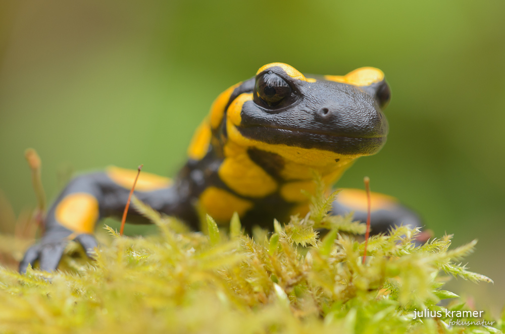 Feuersalamander (Salamandra salamandra)