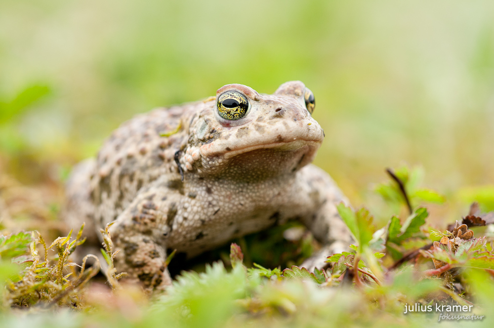 Kreuzkröte (Bufo calamita)