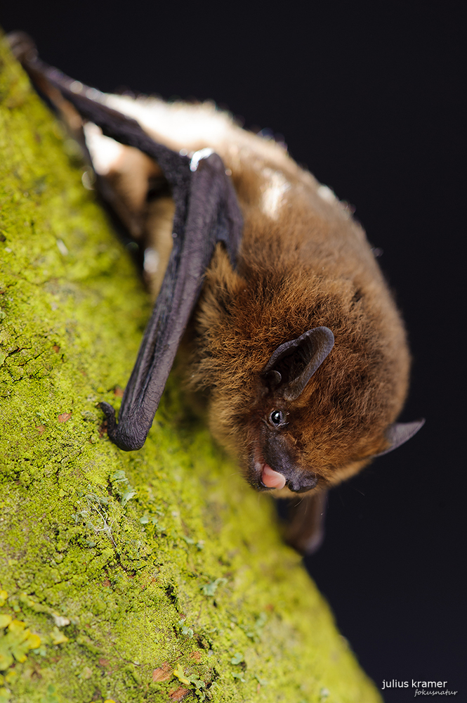 Zwergfledermaus (Pipistrellus pipistrellus)